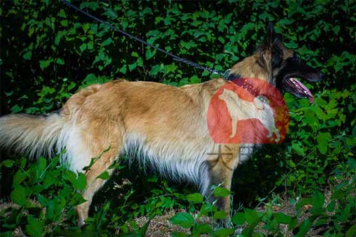 大型犬　首輪　おしゃれ