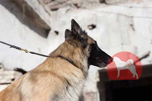 大型犬　チョークカラー