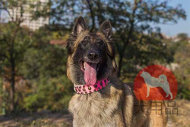 大型犬 首輪(ピンク) 大型犬 首輪(ピンク)