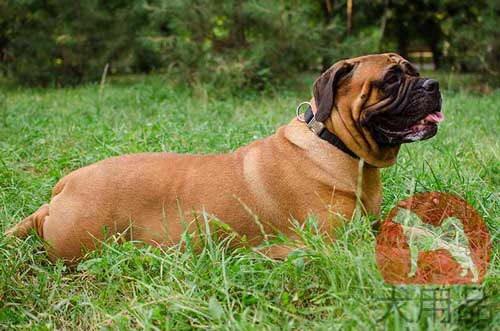 大型犬　首輪