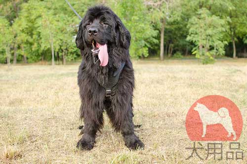 犬のハーネス　ニューファンドランド