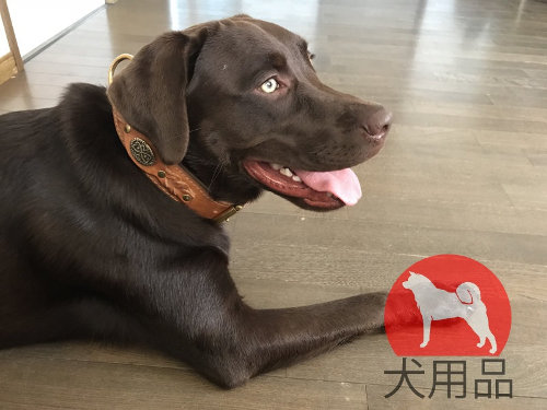 大型犬　首輪　本革