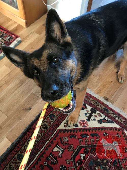 大型犬　おもちゃボール
